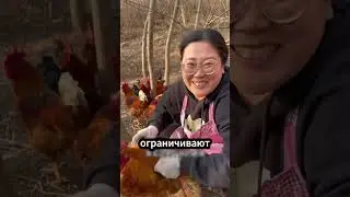 Why do Chinese people put glasses on their chickens? 🐔👓