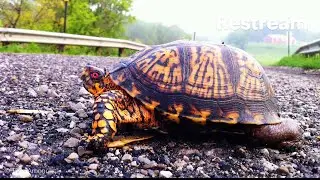 Wild Turtle Encounters!