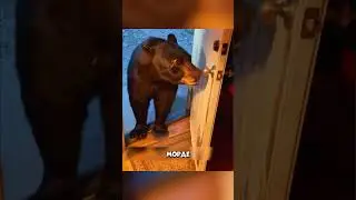 How the Bear thanked his savior 🤯