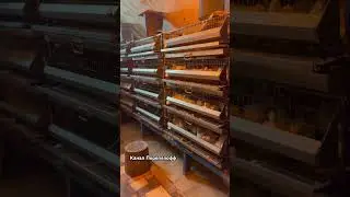 ПЕРЕПЕЛА \ Начинаем сезон перепеловодства 2025 