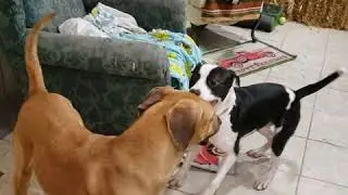 Elvis & Count Droolsburg Dog Test