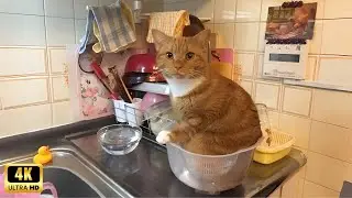 Orange cats with unexplained behavior