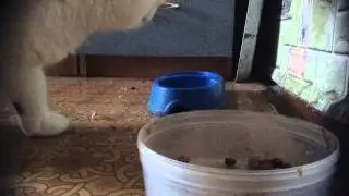 Котик очень быстро ест.[FAST VIDEO.]