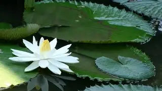 Inner Peace -Nature Healing Sounds/Water Birds Sounds #24