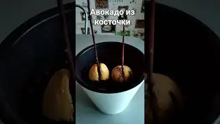Авокадо 🥑 из косточки. Часть 3. Растёт не по дням, а по часам. #авокадо #авокадоизкосточки #shorts