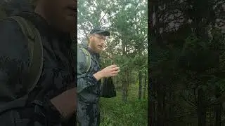 Не те шишки! #выживалыч #выживание  #дикаяприрода
