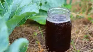 Первая подкормка томатов