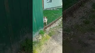 Осторожно, злая собака!