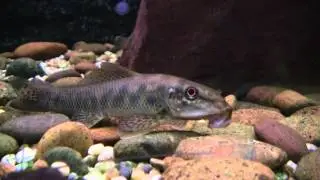 Siamese algeneter (Gyrinocheilus aymonieri) Thailand
