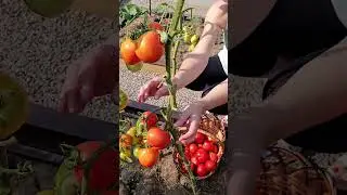 Harvest Garden