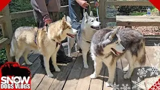 Happy Camper Dogs | Camping With Dogs