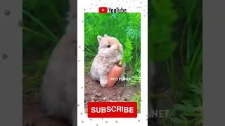 Cute Little Bunnies #rabbits #rabbitsound Pet Rabbits Eating Video Compilation