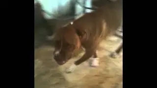 The most famous laughing dog! Ladies and Gentleman let me present to you, LOLA :)