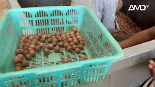 Technology helps new breakthroughs Revolutionizing Macadamia Sorting KAX6 G X Ray Machine in Kenya