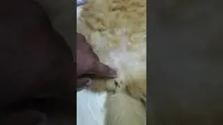 itu cacing atau apa bisa idup 😅 kenzo udah remaja ni
