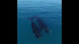Лучшие приколы. Дружба с китами.