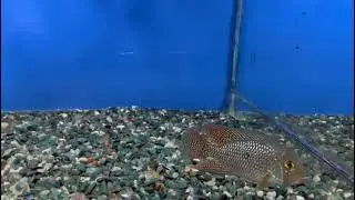 Stunning iporangensis cichlid fish showing vibrant colours