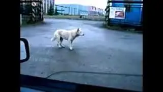 Танец собаки из дворовых пород
