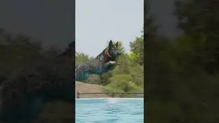 German Shepherd Dock Diving
