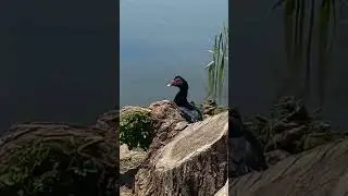 #друг#изгоц#эщкере #утка#палка#пенечек#музыка топ