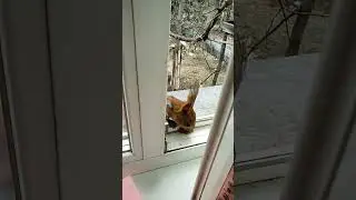 Чернышка пришла к окну выдачи орехов