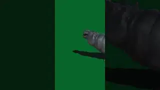 hippopotamus green screen video | hippo green screen video | 