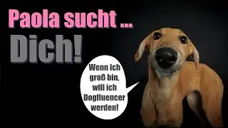 Galgo Welpe sucht ein Zuhause, Paola der Filmstar!