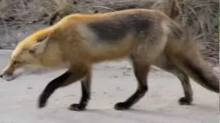 Лиса Патрикеевна.  Забавное видео!!!