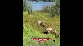 Капибара атакует собаку #capybara #капибара