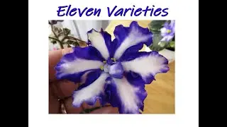 African Violet Varieties   Stunning Blues!  Intense Purples!