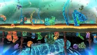 Bilipid Membrane