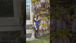 🌸 Princeton University 🌸