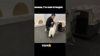 Hilarious Doodle's Endless Crate Training Fail! Funny Dog Video 😂