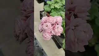 What do I feed pelargoniums with?