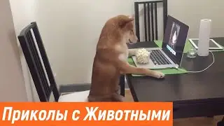 Приколы с животными / Смешные животные / Новые приколы 2021 / Эти милые животные /Видео про животных