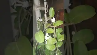 buenos días