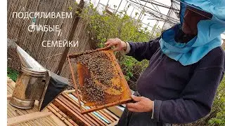 Зачем  Брызгаю Пчёл ВИНОМ