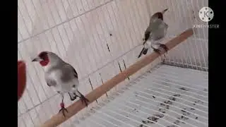 Седоголовые щеглы , черноголовые щеглы. 😻😻😻😻