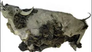 The Yukagir Bison: 10,500 Year Old Extinct Steppe Bison Mummy