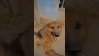 Daily eveng life ❣️ #reels #viralreels #tre#real #reallife #dog #doglover #bike #tamil #tamilreels