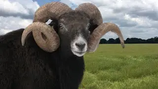 Black Hawaiian Sheep | Lean Sleek Athletes