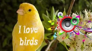 Best Canary Song, 2020 part 1