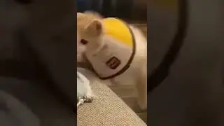 #котик хочет забраться на диван