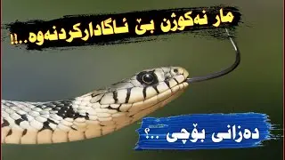 پێغەمبەر ﷺ فەرمویەتی مار نەکوژن بێ ئـاگادارکردنەوە ..!هۆکارەکەی بزانە و ژیانت بپارێزە