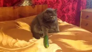 Кузя vs огурец