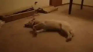 Собака во сне