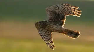 a magnificent hen harrier female