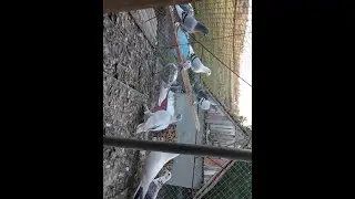 Мої голуби #5)