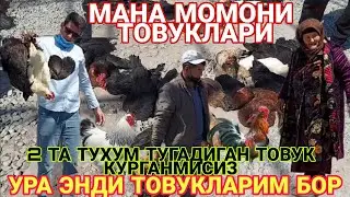 2 ТА ТУХУМ ТУГАДИГАН ТОВУКЛАРНИ КУ'РГАН МИСИЗ МАНА БИЗНИ МОМОДА БОР