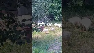 УТКИ ХОЗЯЕВА ДВОРА